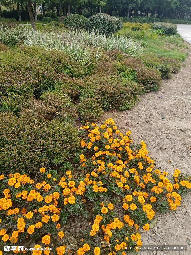 路边绽放的灿烂黄色小花