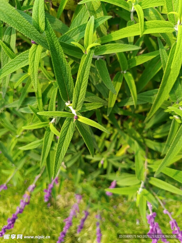 翠绿植物间的紫色小花