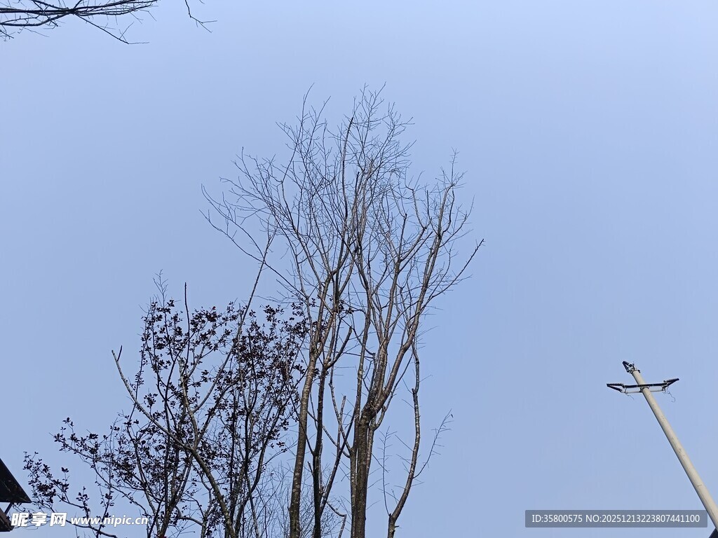 冬日枯树与电线杆景象