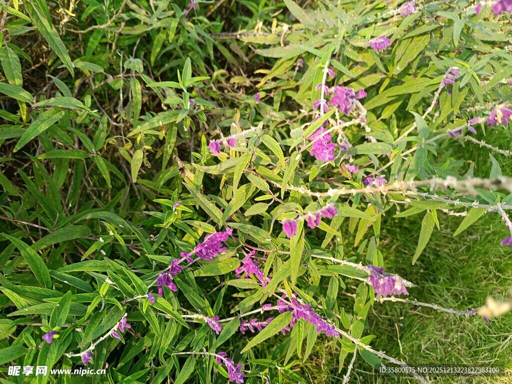 草丛中的紫色小花绽放