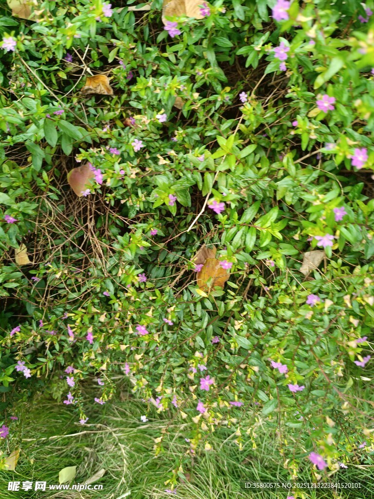 绿叶丛中的散落果实