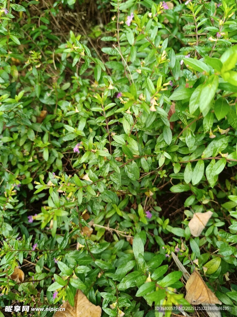 绿叶繁茂的灌木丛