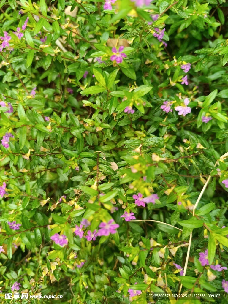 绿叶丛中绽放的粉色小花