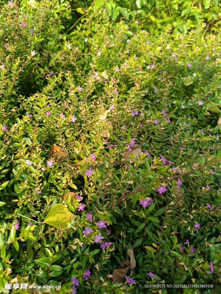 繁茂绿植中的紫色小花