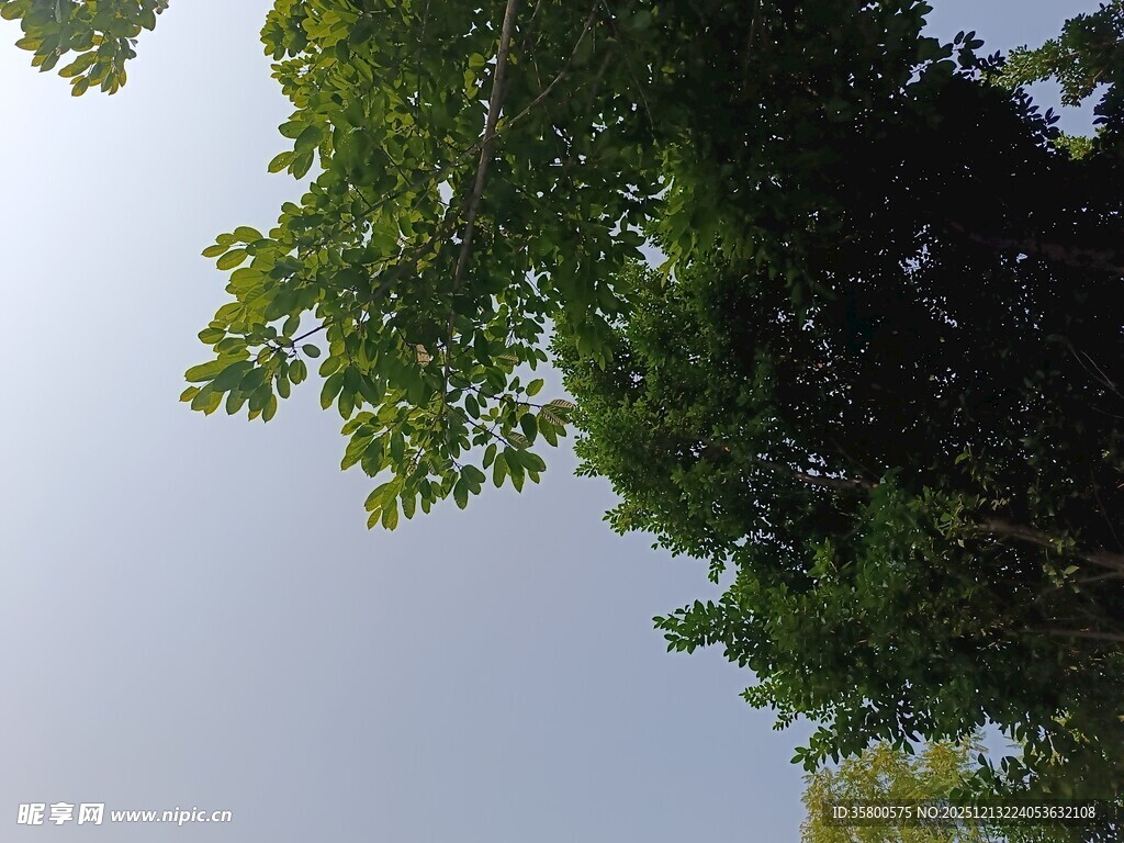 仰视繁茂绿树与天空