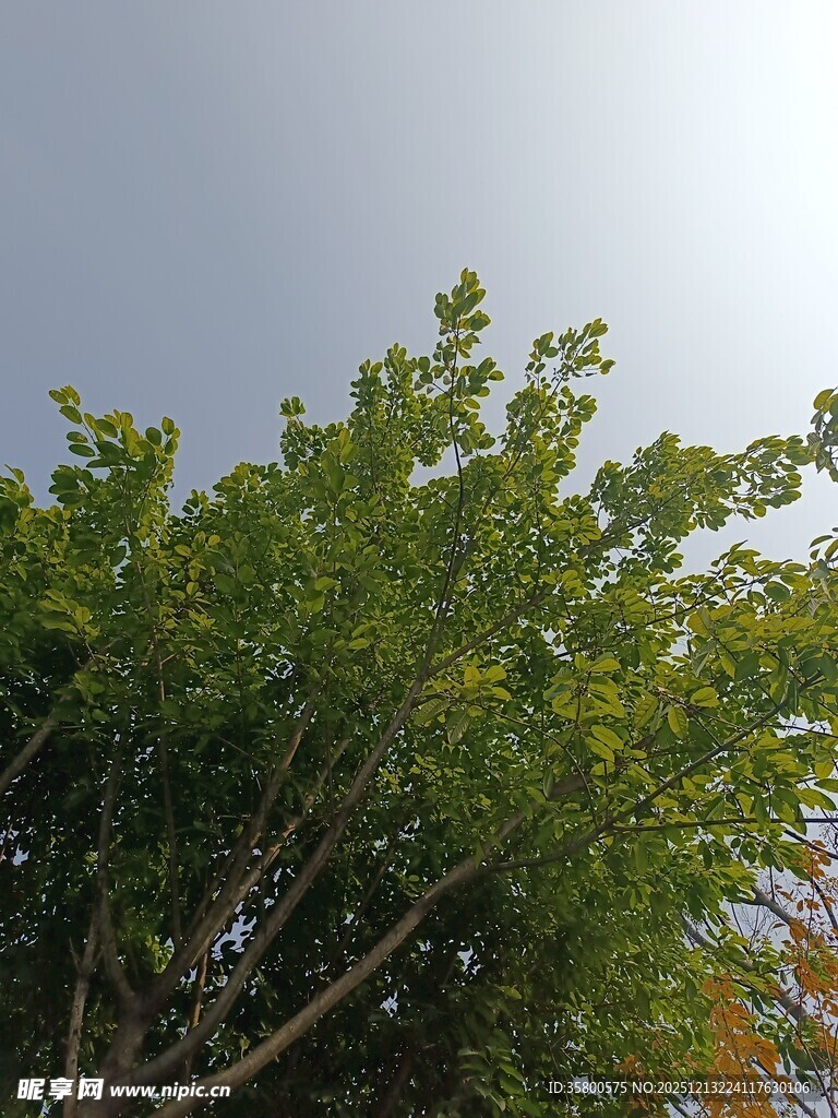 阳光下的葱郁绿树