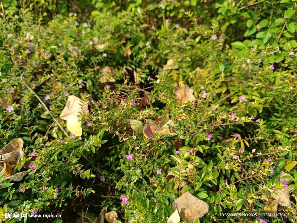 繁茂绿植中的多彩景象