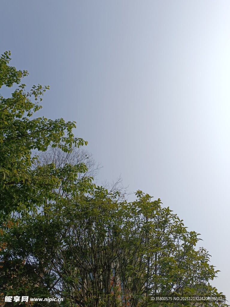 绿树蓝天的清新景致