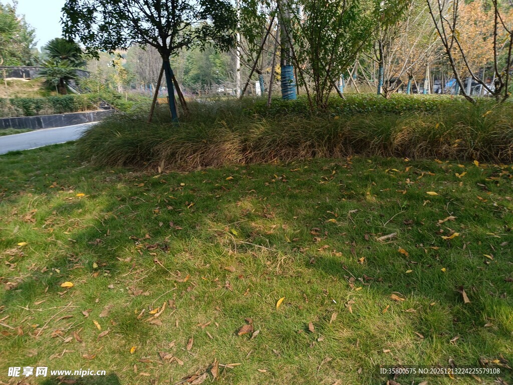 秋日公园草地风景