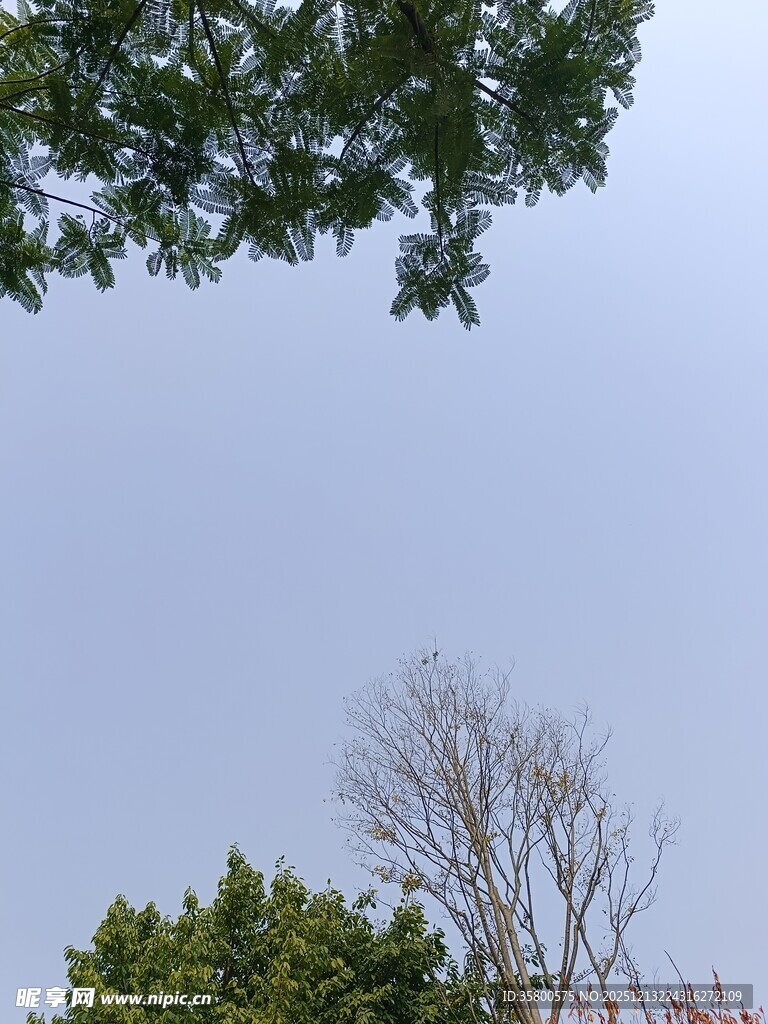 绿树与枯树的天空景致