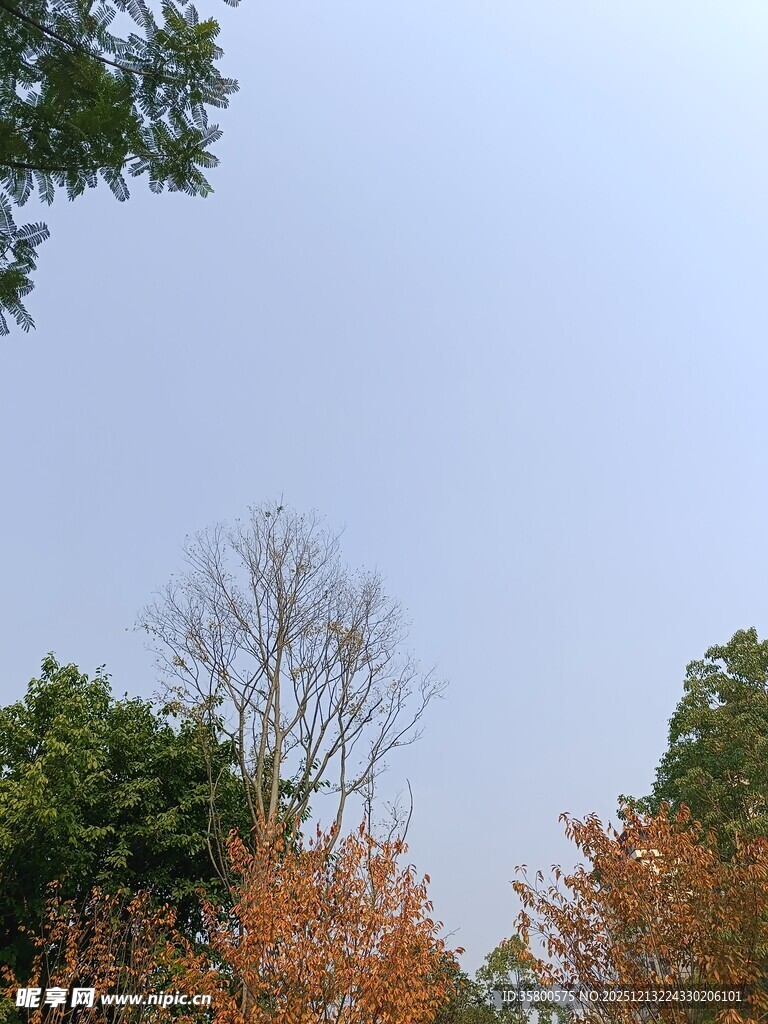 秋日树梢上的晴朗天空