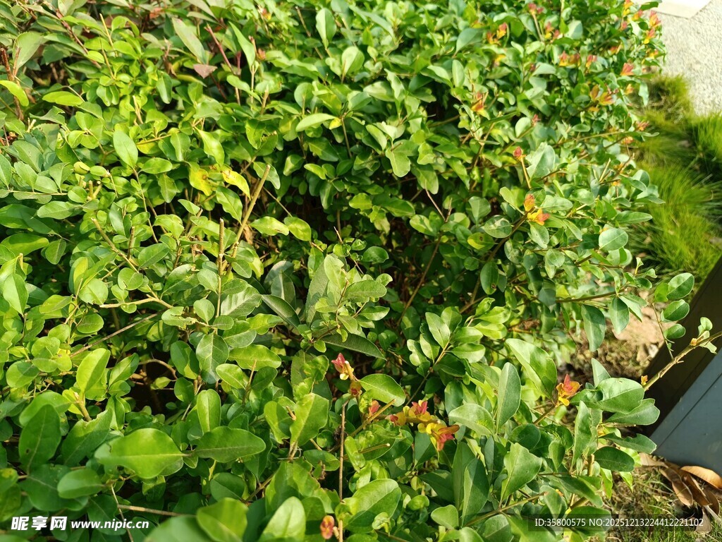 翠绿繁茂的植物景观