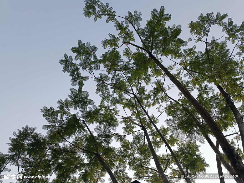 向上生长的绿树