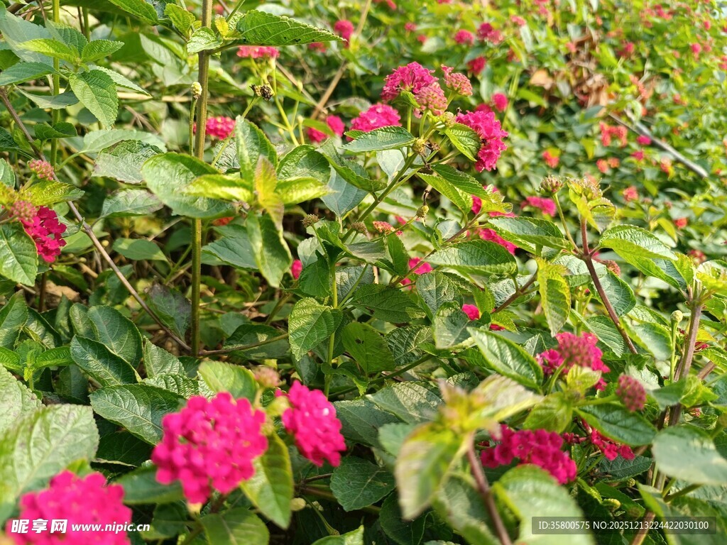 艳丽多彩的花丛景观