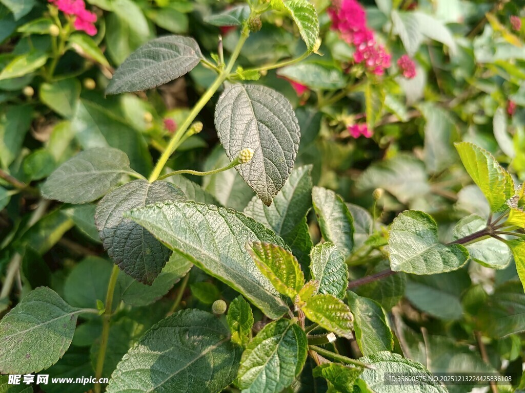 绿叶间的娇艳花卉
