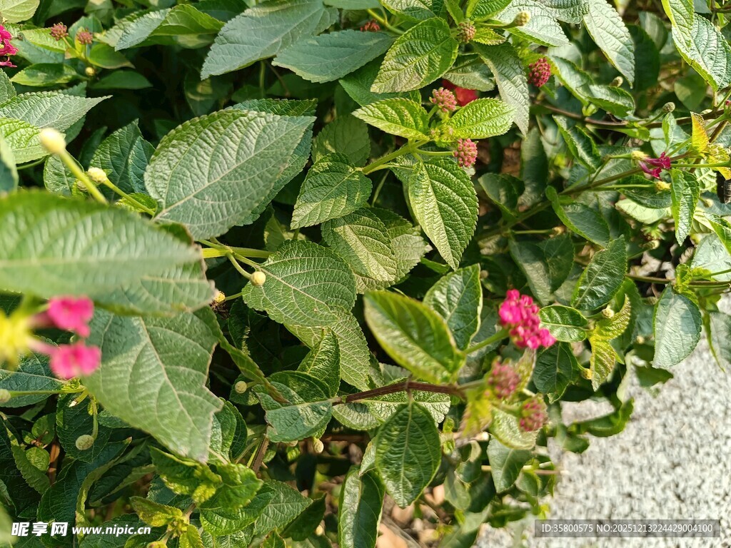 绿叶间绽放的娇艳小花