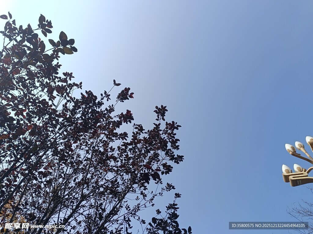 树梢飞鸟与蓝天塔吊