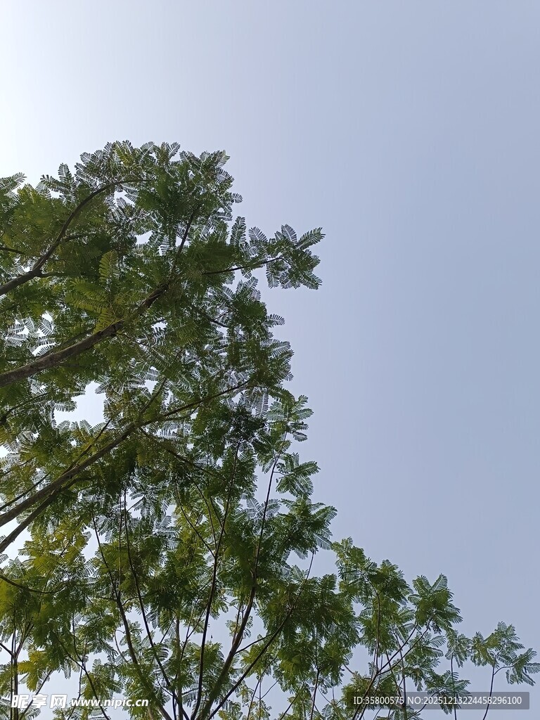 蓝天映衬下的葱郁树梢