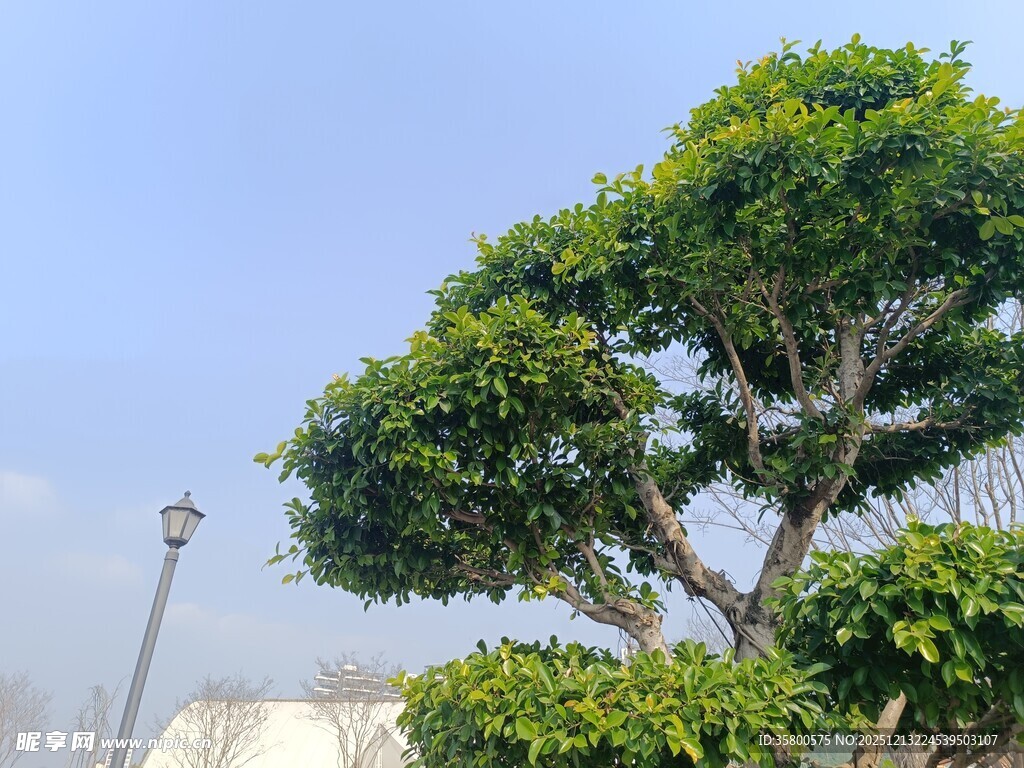 造型独特的绿树