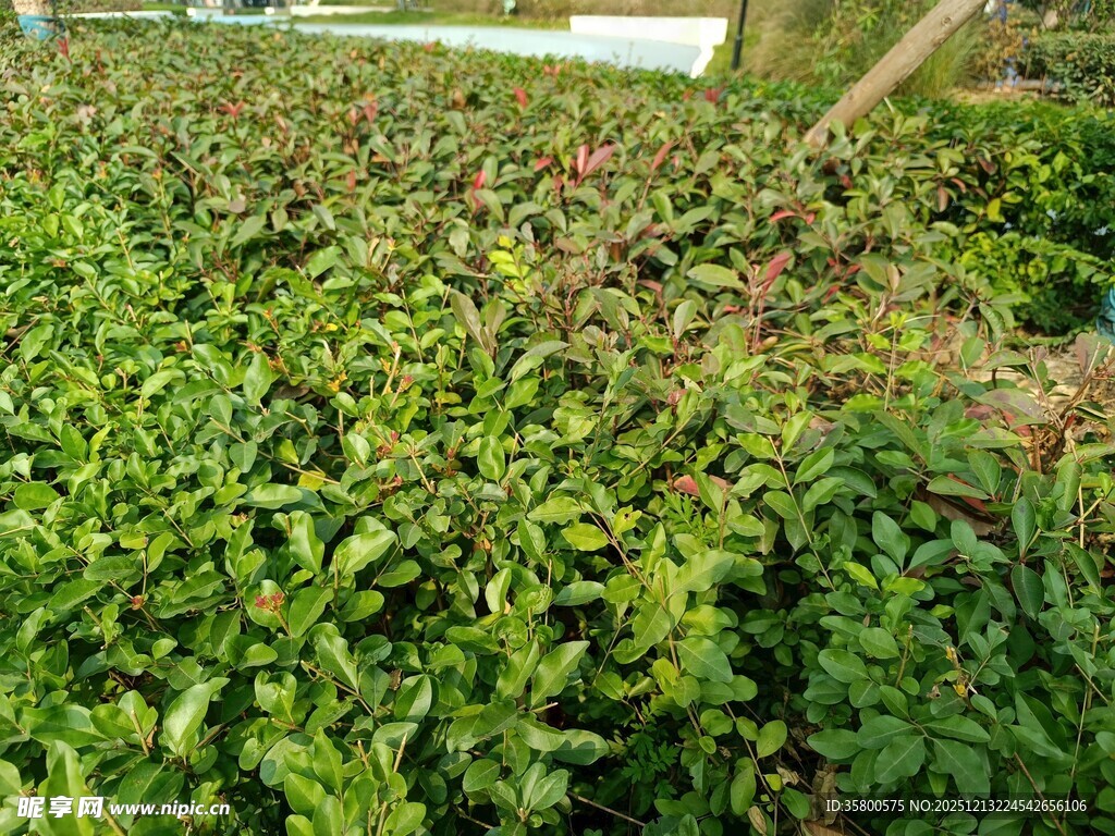 繁茂绿植景观