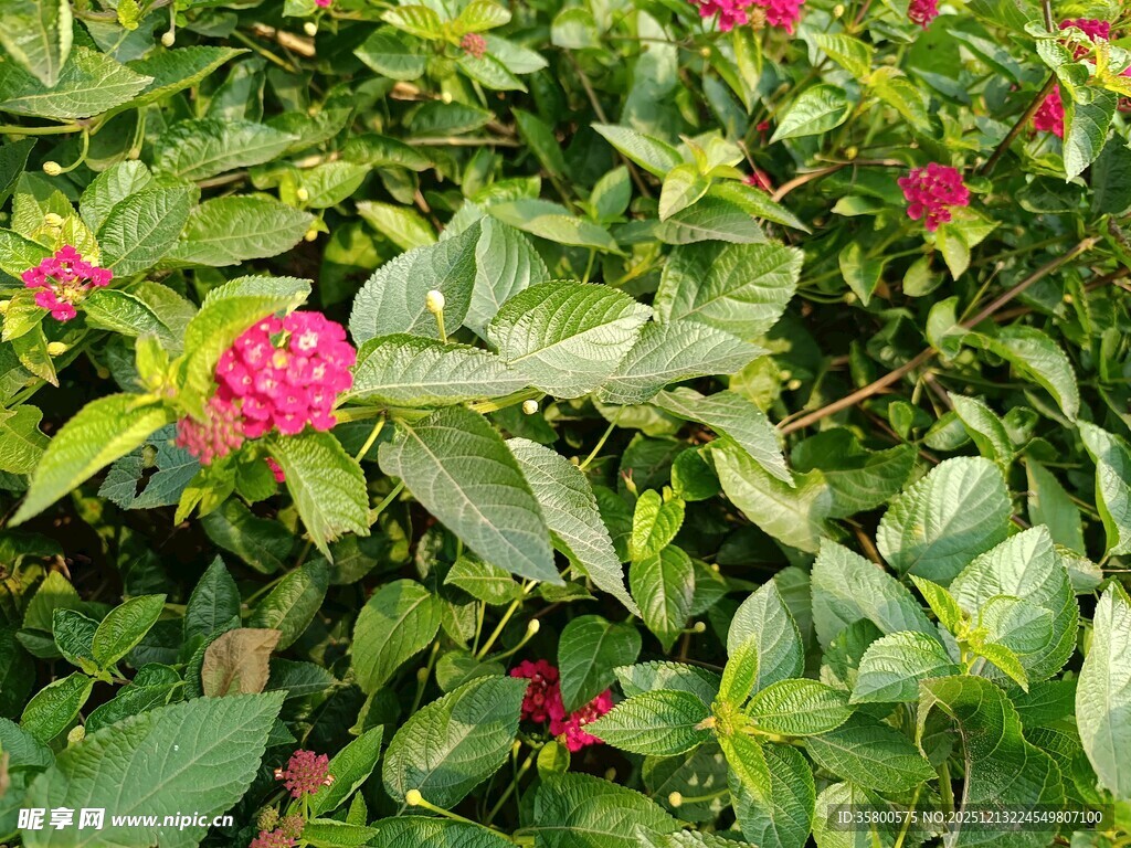 绿叶丛中的娇艳红花