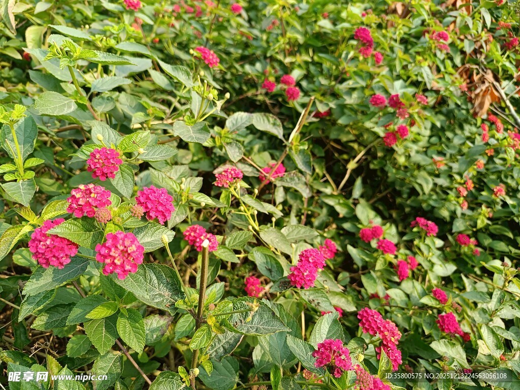鲜艳花丛中的美丽景致