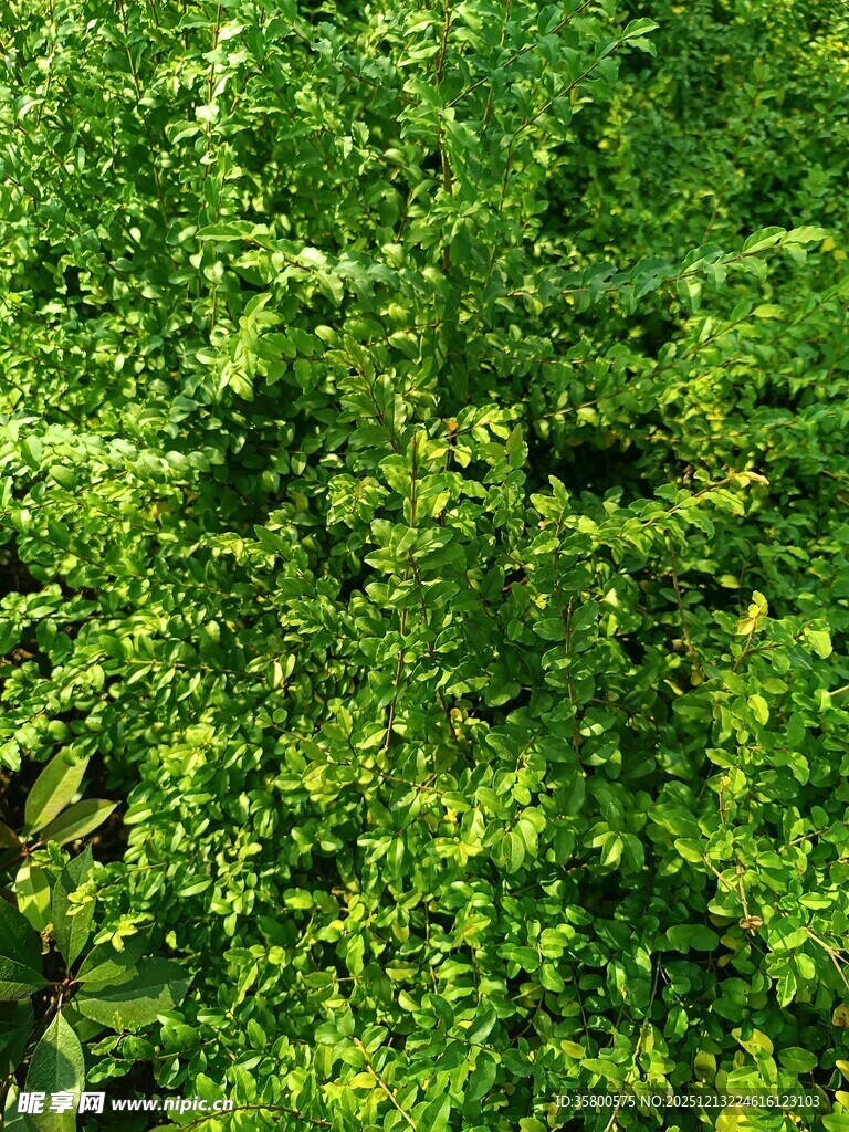 翠绿繁茂的绿植景观