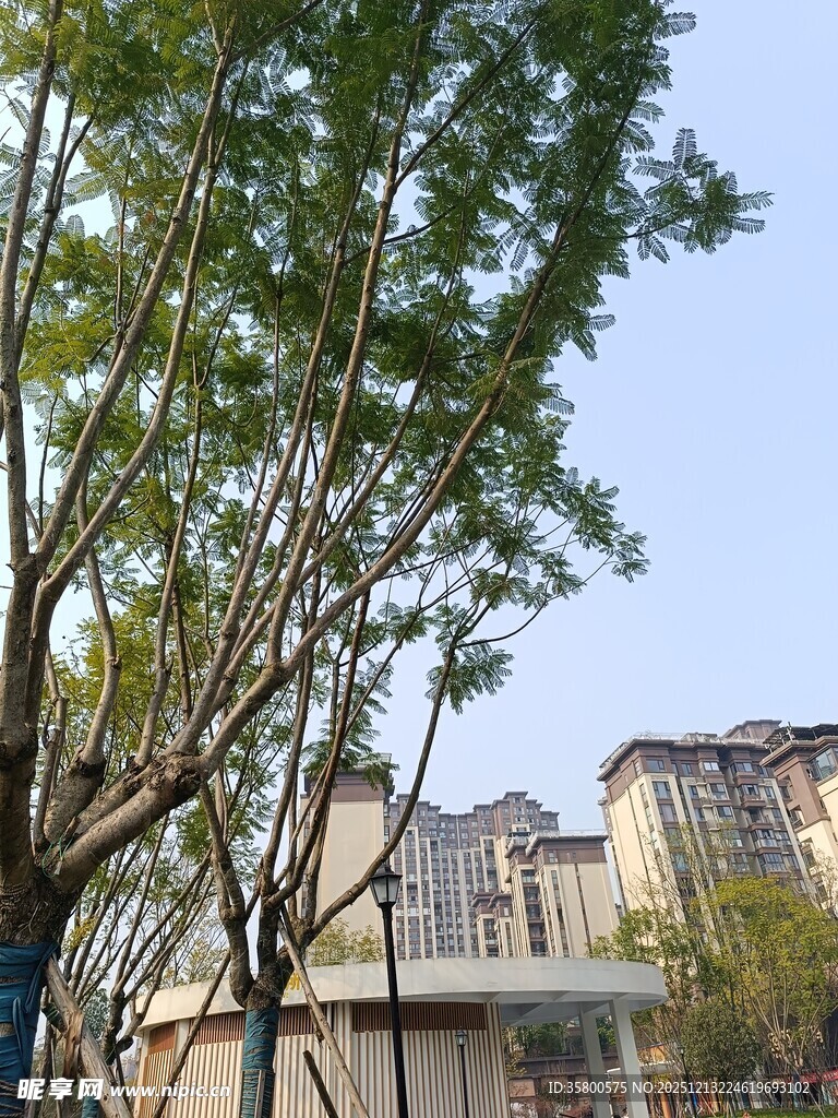 城市中枝叶繁茂的绿树