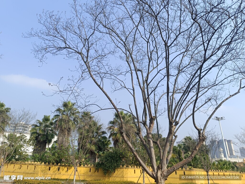 冬日枯树与远处绿植景观