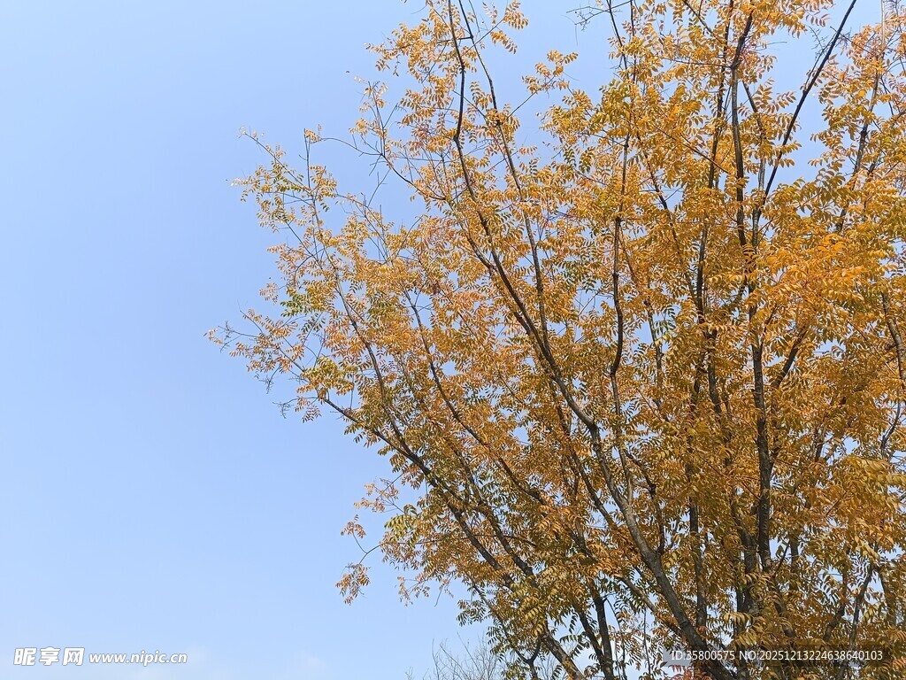 秋日金黄树叶的挺拔树木