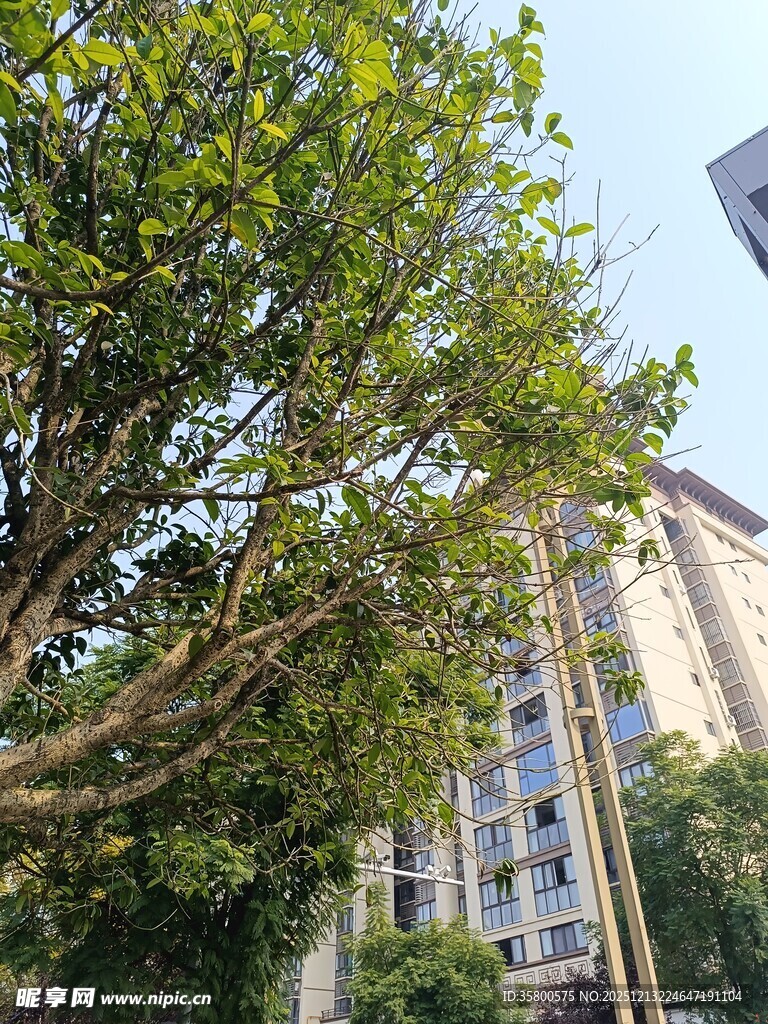 绿树掩映下的高层住宅楼