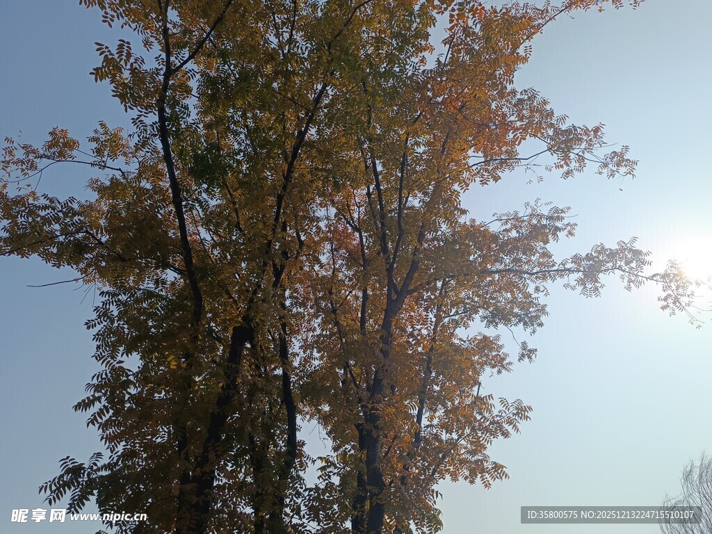 秋日树木蓝天景致