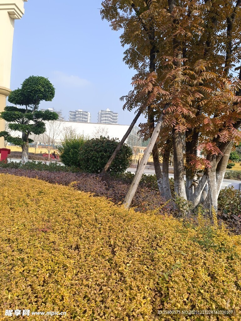 秋日金黄灌木丛与树木景观