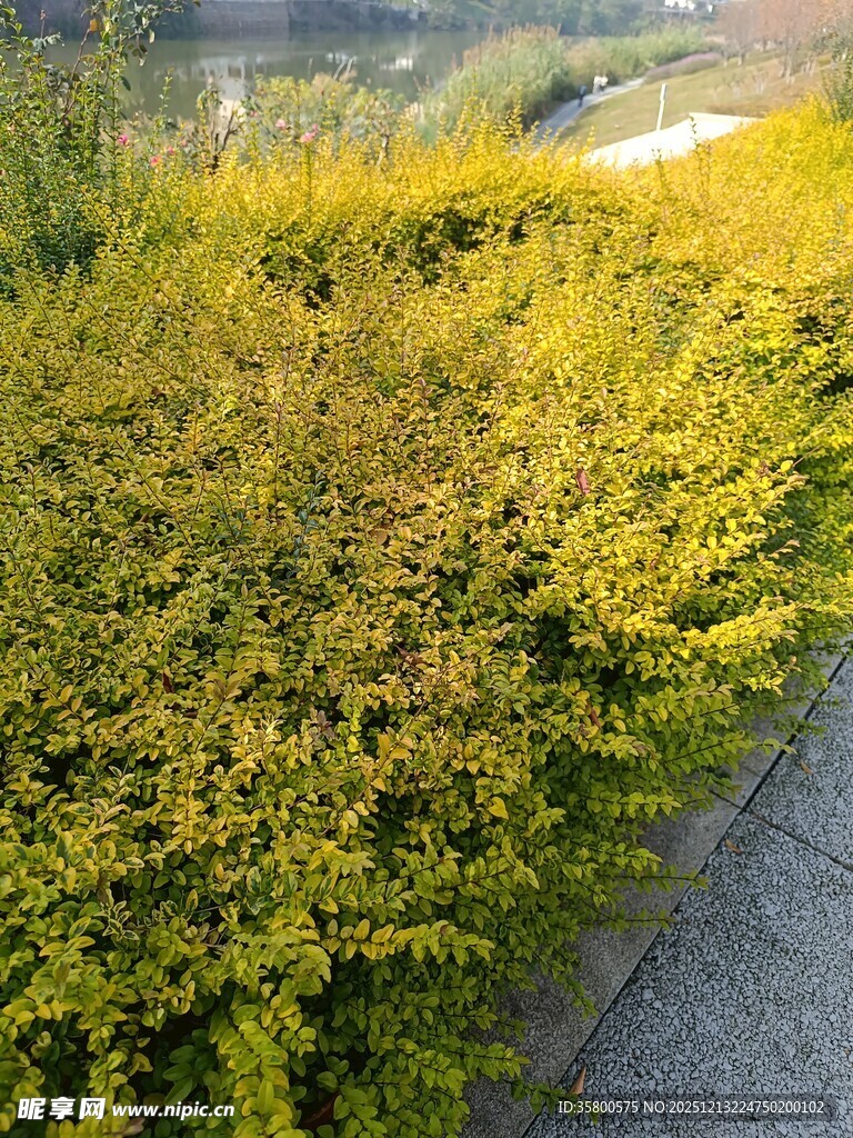 路边金黄繁茂的灌木丛