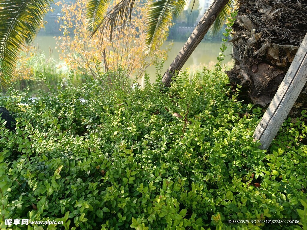 绿意盎然的植物景观