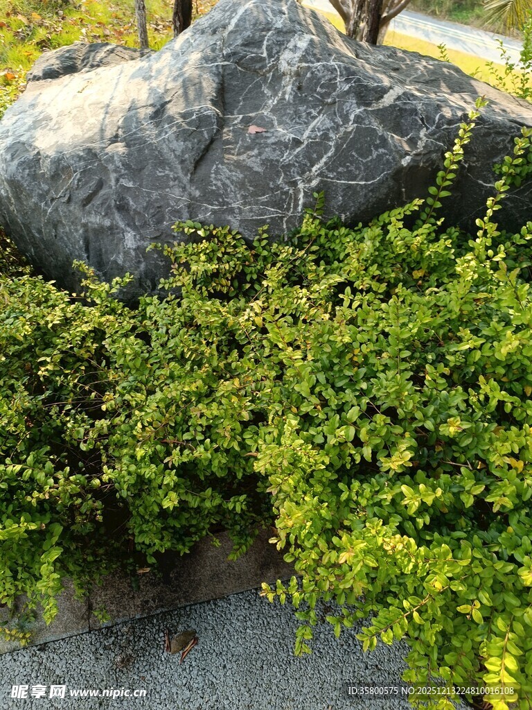 岩石旁的翠绿植物