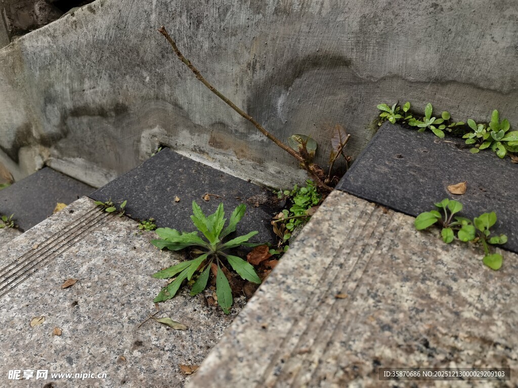 石缝中生长的顽强绿植