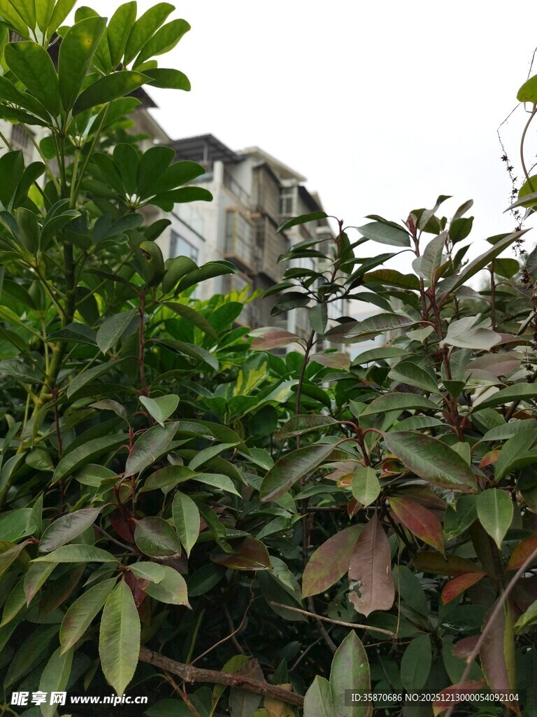 绿叶掩映下的老旧建筑