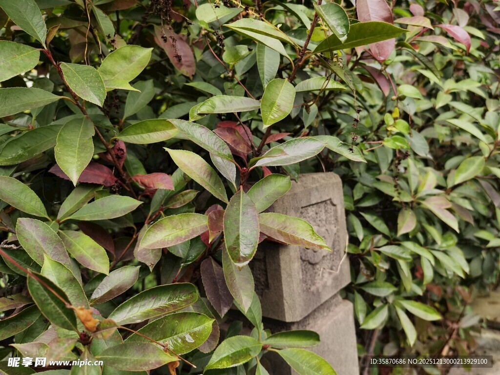 绿叶环绕的神秘石碑