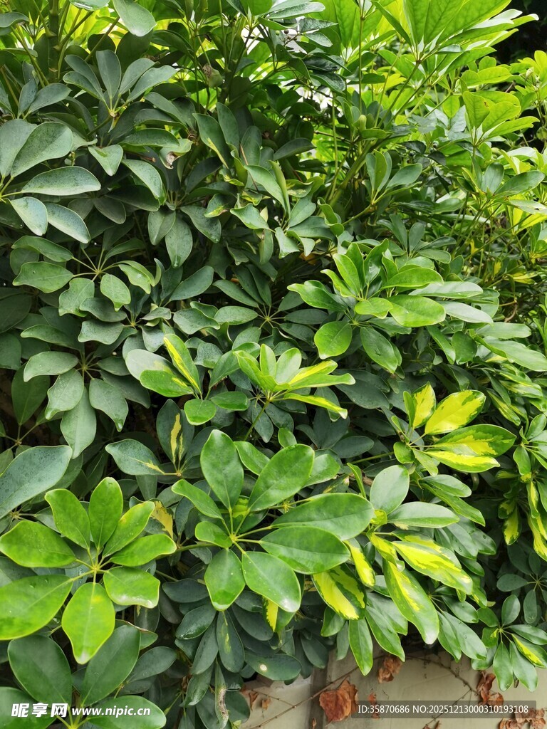 绿叶繁茂的植物景观