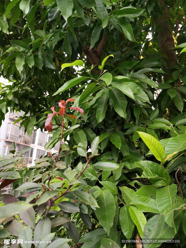 绿叶繁花的生机景象