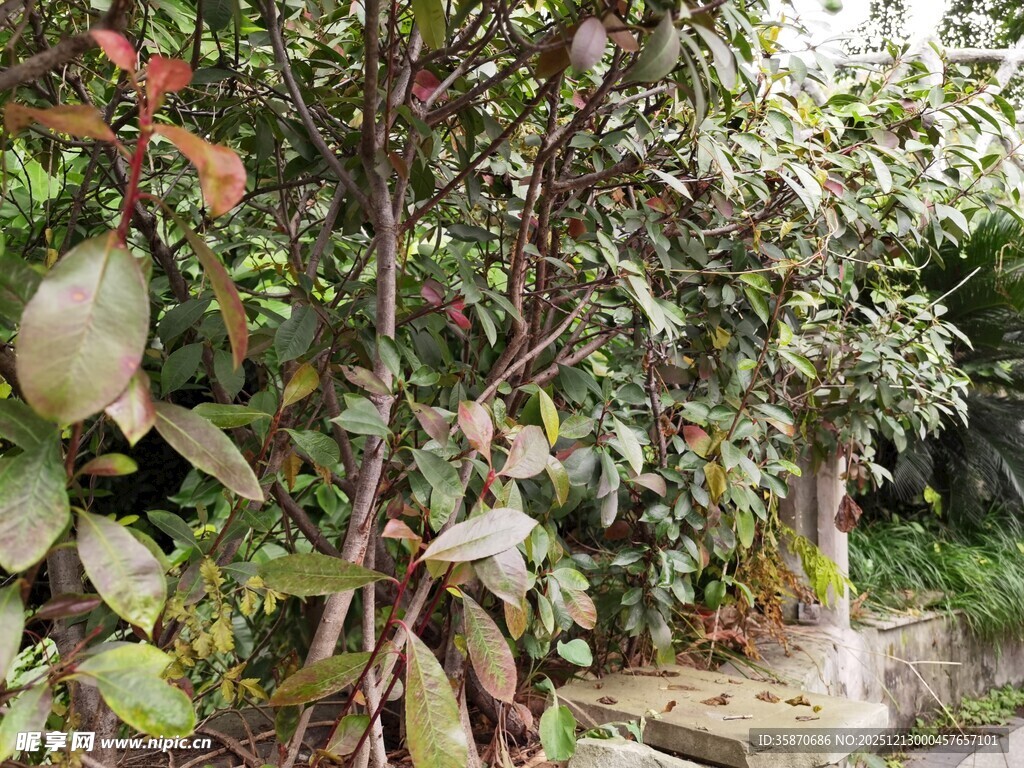 繁茂绿植下的小径