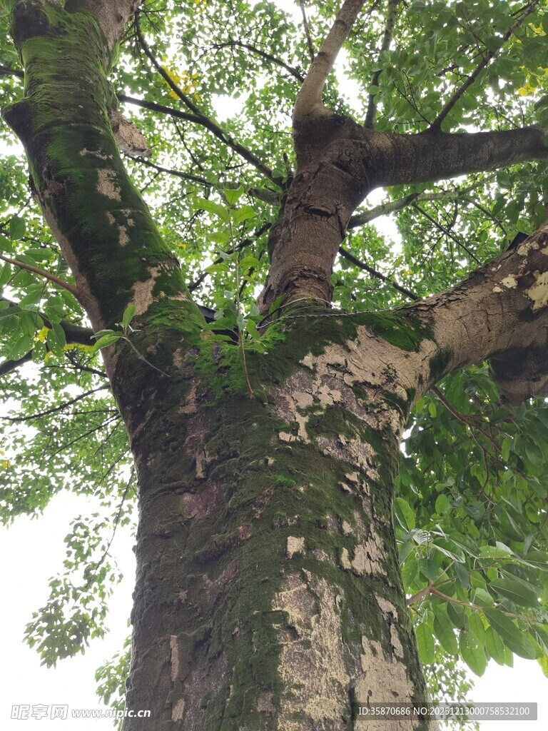 高大繁茂的古老大树