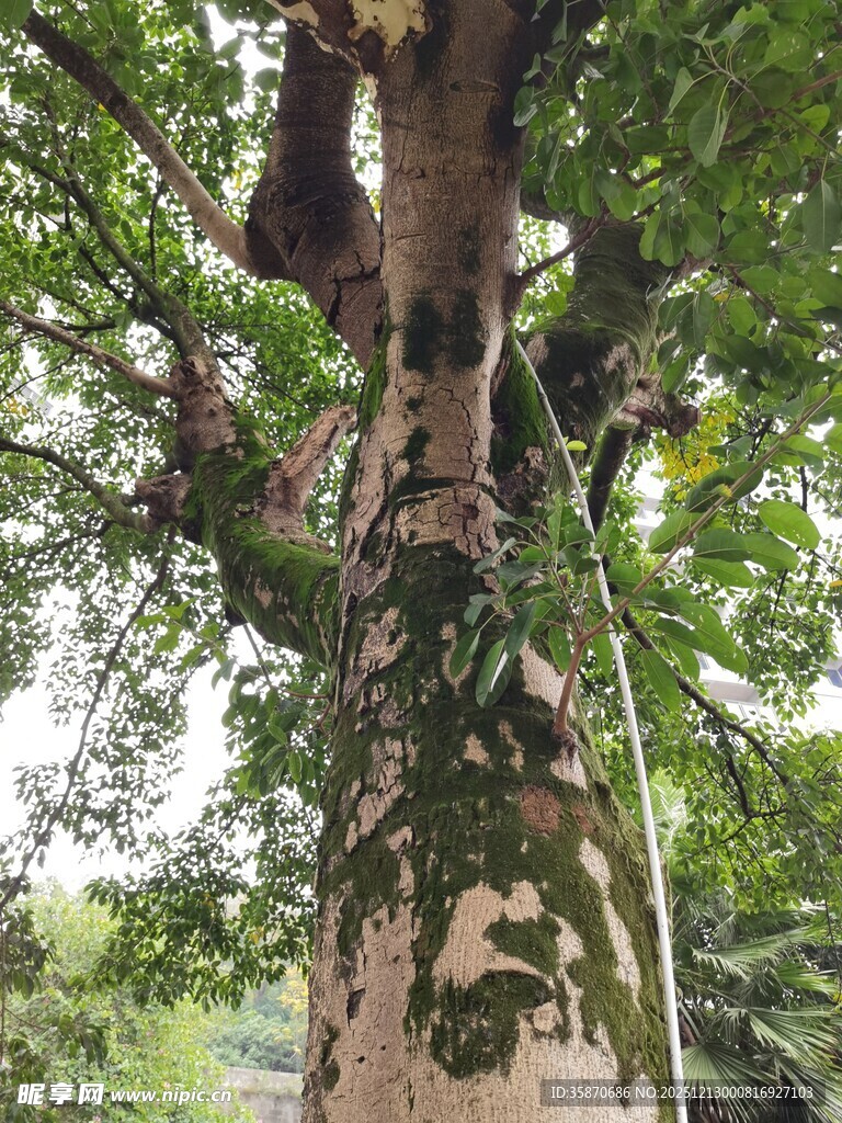 古老斑驳的大树树干