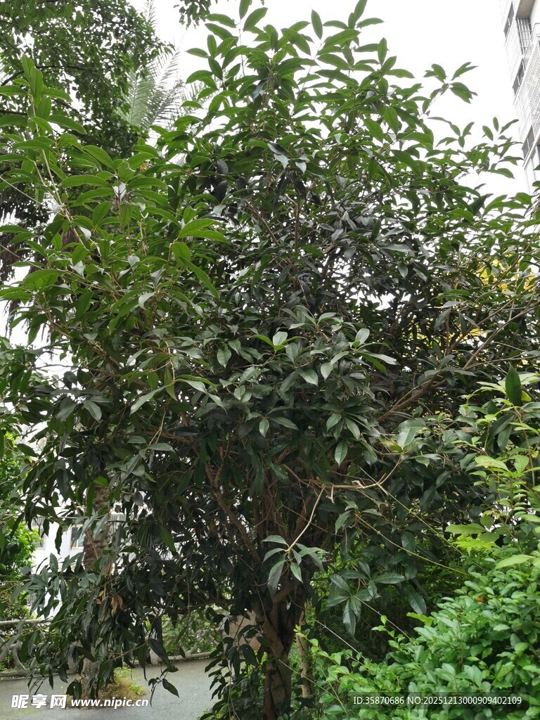 繁茂绿树尽显自然生机