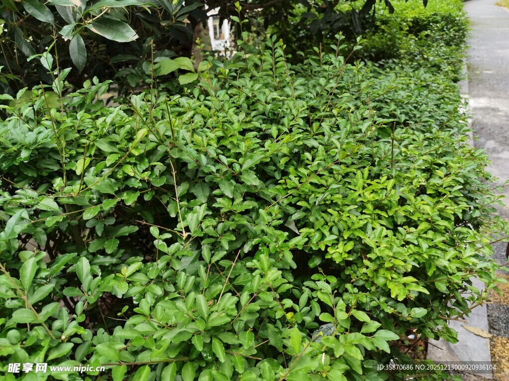 绿意盎然的庭院绿植景观