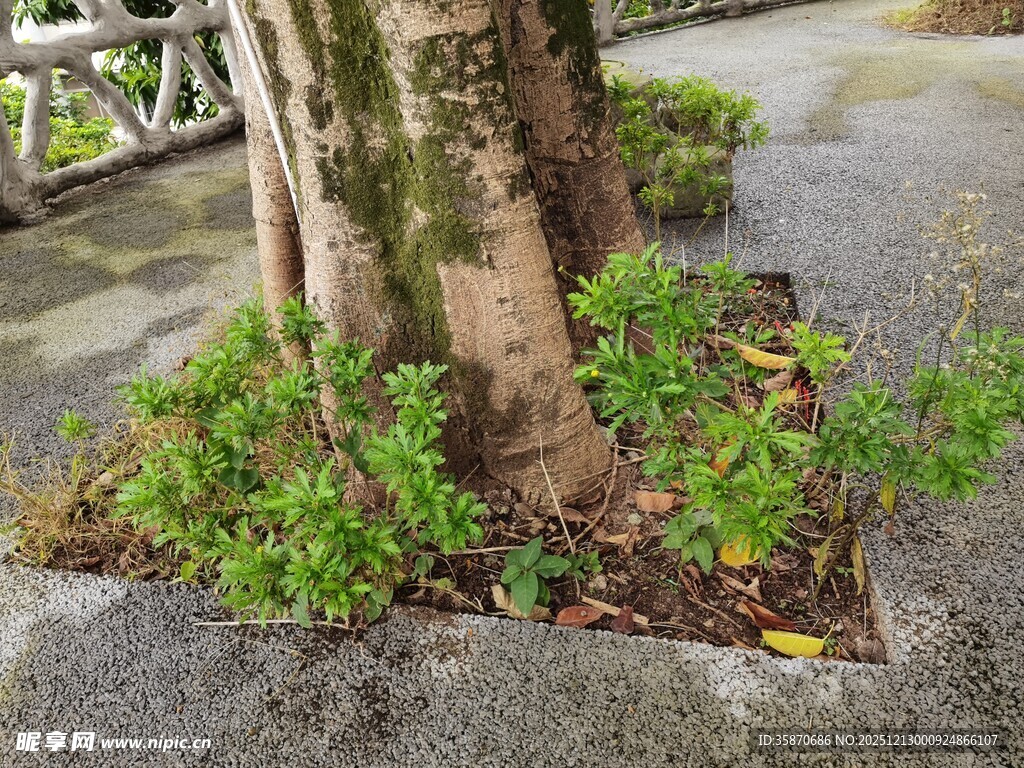 树下绿植生机盎然