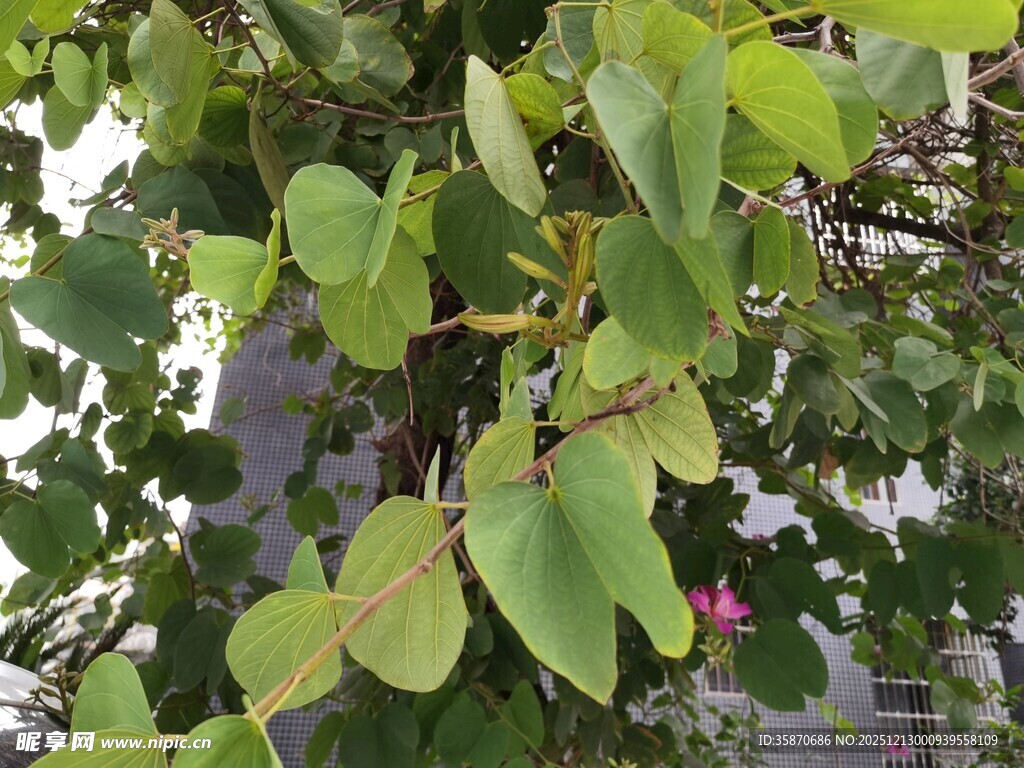 翠绿叶片植物特写