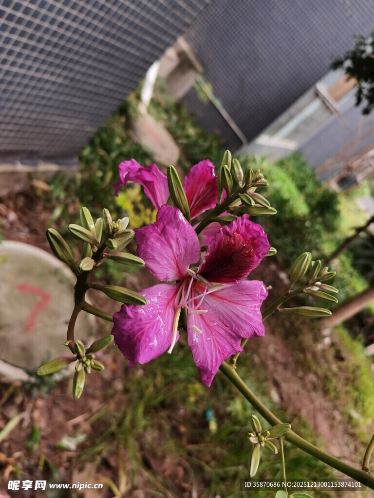 娇艳紫花绽放于绿植间