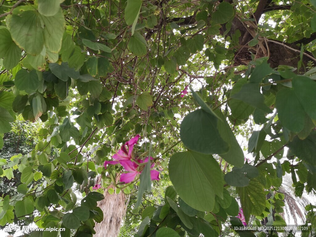 绿叶丛中绽放的娇艳花朵